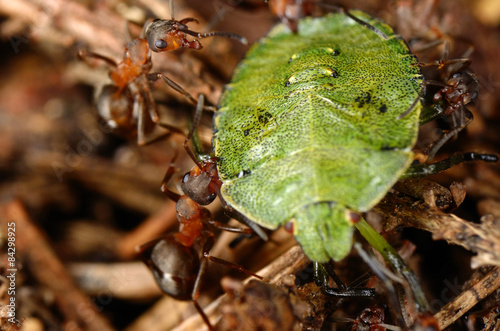 Fotoroleta armia natura rosja mrówka