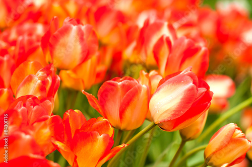 Naklejka kwiat tulipan park natura