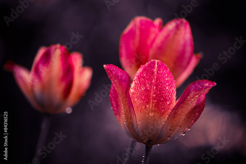 Fototapeta pąk kwiat natura tulipan woda