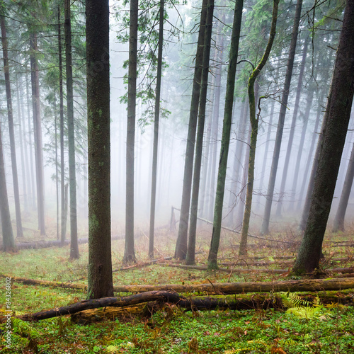 Naklejka natura las słońce