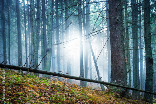 Fototapeta natura drzewa słońce noc