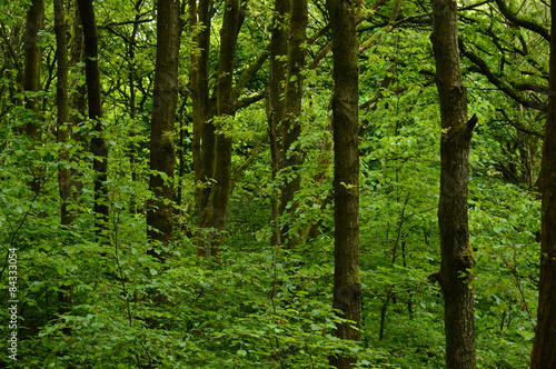 Obraz na płótnie zdrowy anglia drzewa las