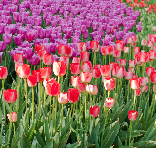 Fotoroleta ogród tulipan lato kwiat