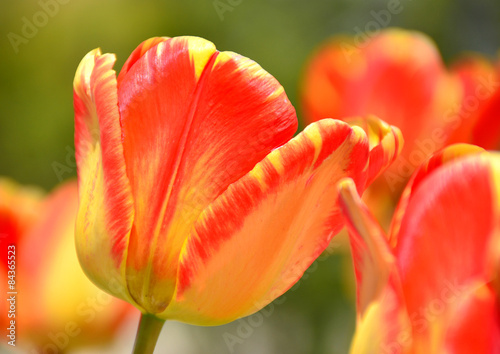 Fotoroleta tulipan roślina natura