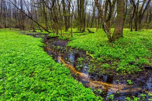 Fototapeta woda panoramiczny natura park pejzaż