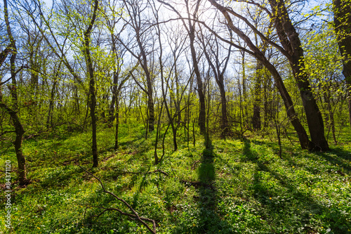 Naklejka natura polana panoramiczny lato park