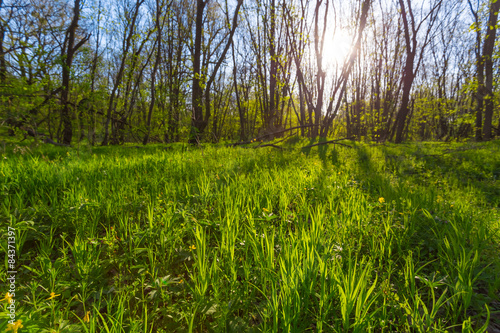 Obraz na płótnie park las pejzaż