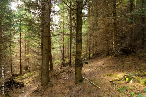 Fotoroleta panoramiczny natura jodła lato sosna