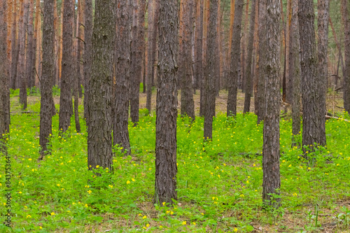 Fotoroleta pejzaż polana natura jodła