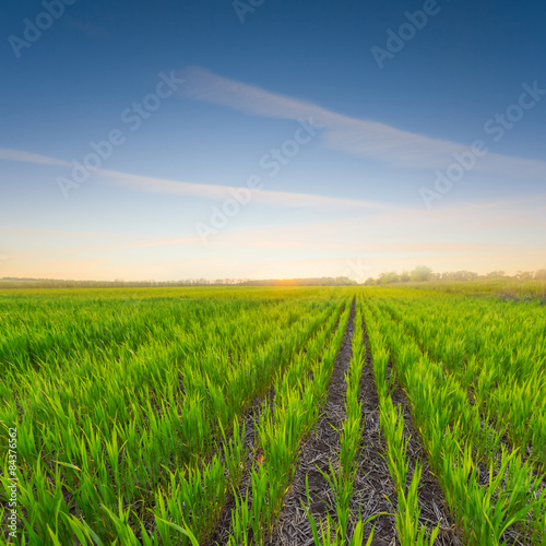 Naklejka green rural field