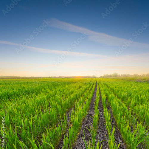 Plakat green rural field