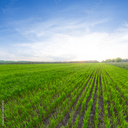 Fotoroleta pejzaż natura niebo pole