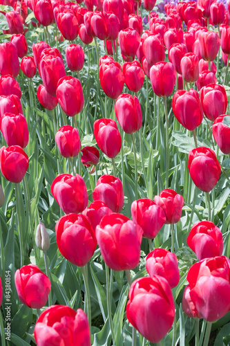 Plakat tulipan świeży pole roślina kwiat