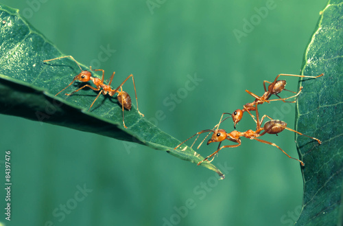 Plakat natura zwierzę roślina