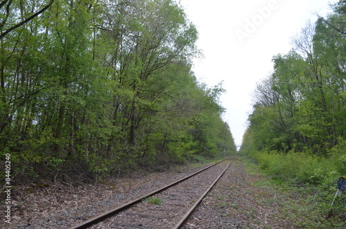 Naklejka stary las natura