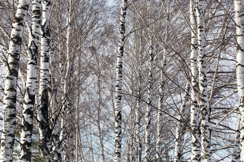 Naklejka brzoza las natura