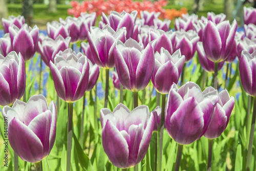 Fototapeta Group purple tulips. Spring landscape.