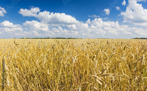 Naklejka Wheat field