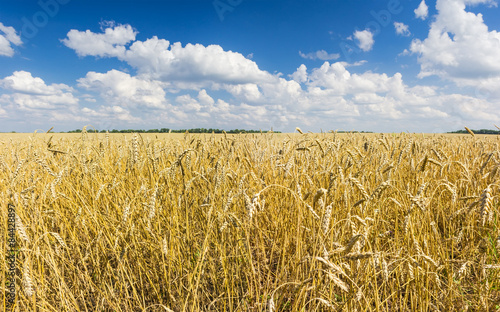 Plakat Wheat field