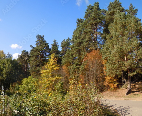 Naklejka jesień sosna natura roślina las