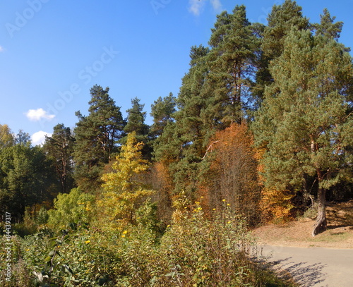 Obraz na płótnie jesień sosna natura roślina las