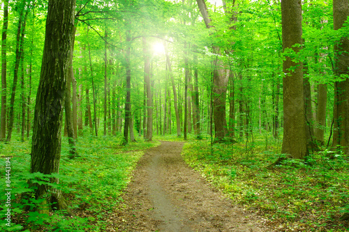 Naklejka słońce drzewa natura