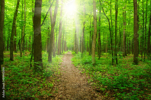 Fototapeta las drzewa natura roślina