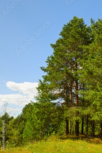 Fototapeta słońce bezdroża lato natura