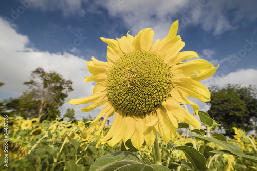 Obraz na płótnie A sunflower in the daylight