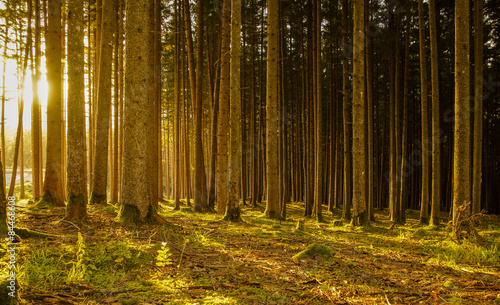 Fotoroleta las słońce natura roślinność drzewa