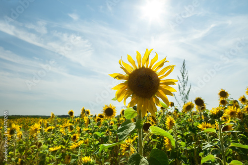 Fotoroleta pole roślina natura kwiat piękny