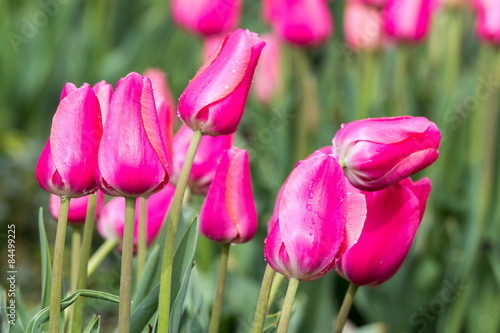 Fotoroleta piękny tulipan pole kwiat ogród