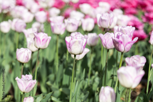 Fotoroleta park tulipan natura piękny