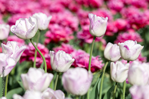 Fotoroleta Tulip Field