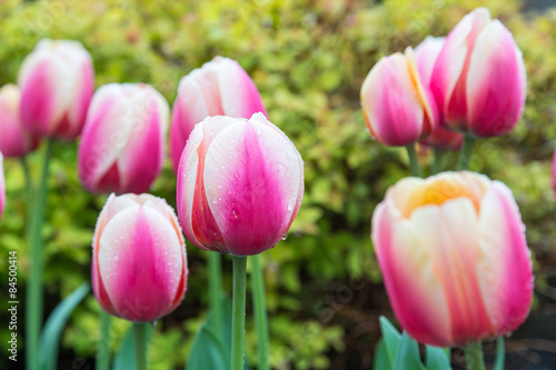 Fotoroleta ogród kwiat piękny pole tulipan