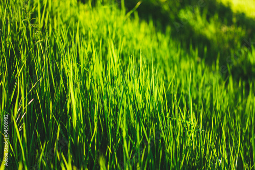 Naklejka natura park świeży roślina pole