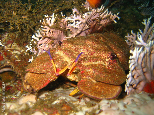 Naklejka ryba zwierzę natura krab