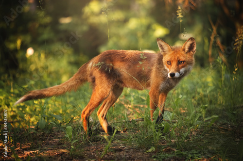 Naklejka portret natura europa las