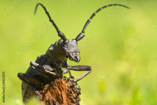 Plakat zwierzę fauna dziki natura kolor