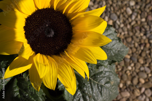 Plakat kwiat ogród słonecznik słońce cień