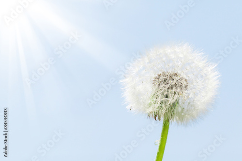 Naklejka pyłek niebo kwiat