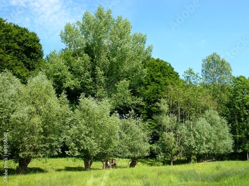 Plakat natura las niebo