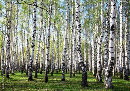 Fototapeta wzór natura brzoza