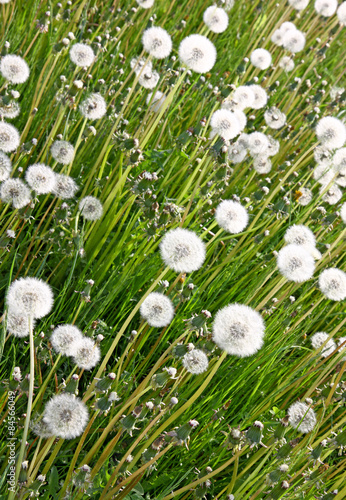 Obraz na płótnie lato mniszek roślina natura łąka