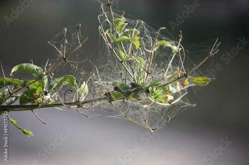 Fotoroleta pąk pająk zwierzę liść paproci lub palmy gałąź