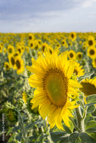 Obraz na płótnie wiejski natura lato