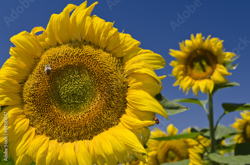 Fotoroleta lato rolnictwo pole natura