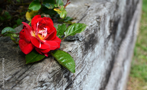 Naklejka kwiat natura ogród drewno rose