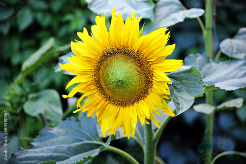 Fototapeta pyłek ogród słonecznik słońce lato