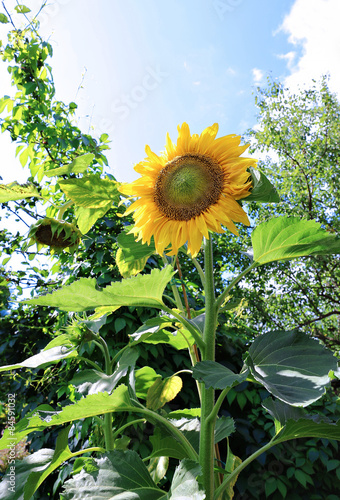 Plakat natura kwiat lato warzywo rolnictwo